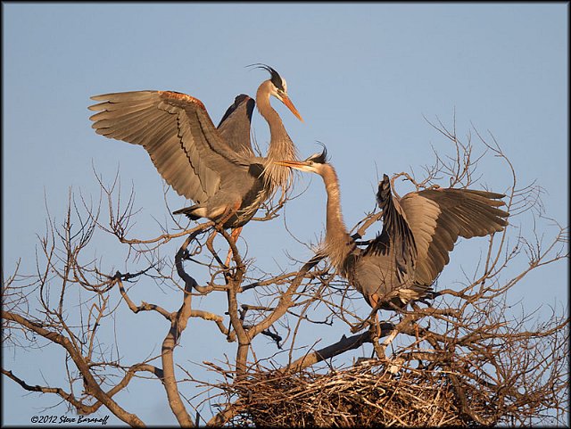 _2SB3606 post mating bliss.jpg